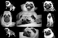 Cosmo & Maggie~ Pug Portraits~ 11_17_08